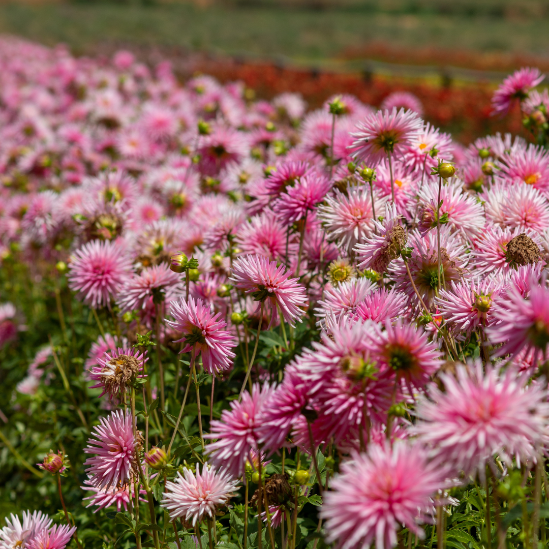 Dahlia Border - Park Princess - 2 bulbs p-pack (464)