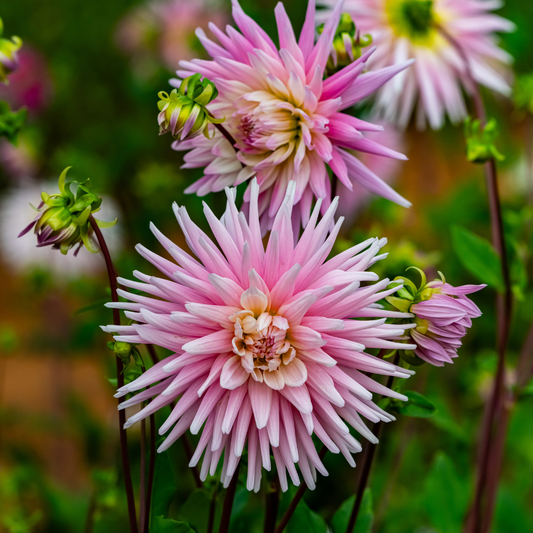 Dahlia Border - Park Princess - 2 bulbs p-pack (464)