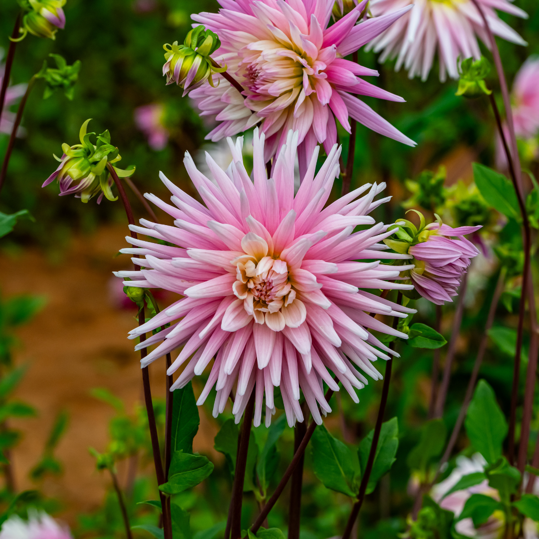 Dahlia Border - Park Princess - 2 bulbs p-pack (464)