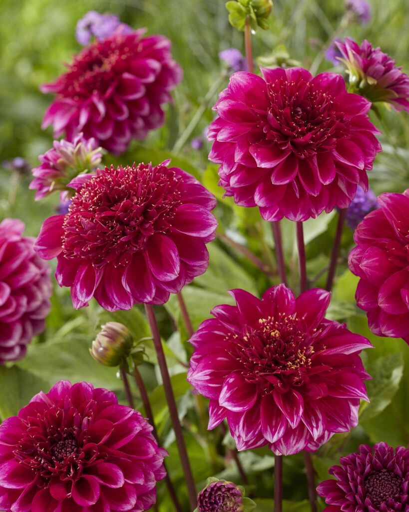 Dahlia Anemone - Purple Bouquet - 1 bulbs p-pack (6566)