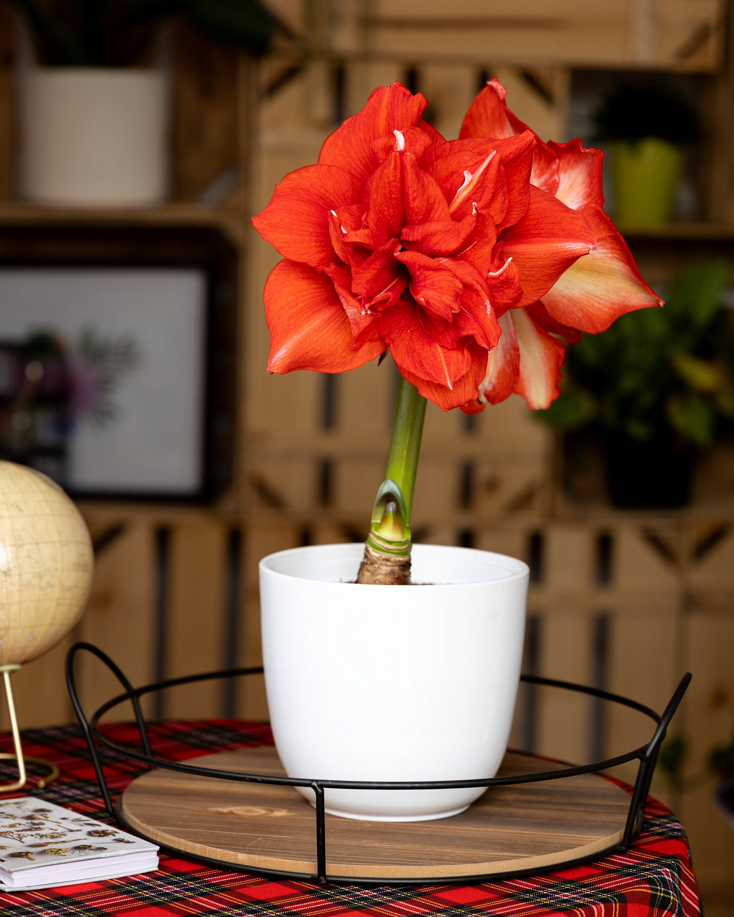Amaryllis Symphony Double - Ragtime™ - 1 bulb p-pack (440)