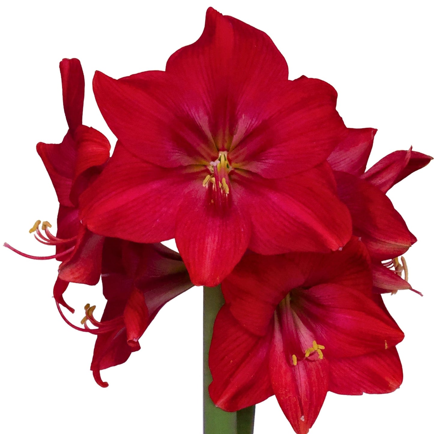 Amaryllis - Symphony Single - Sapphire - 1 bulb p-pack (4902)