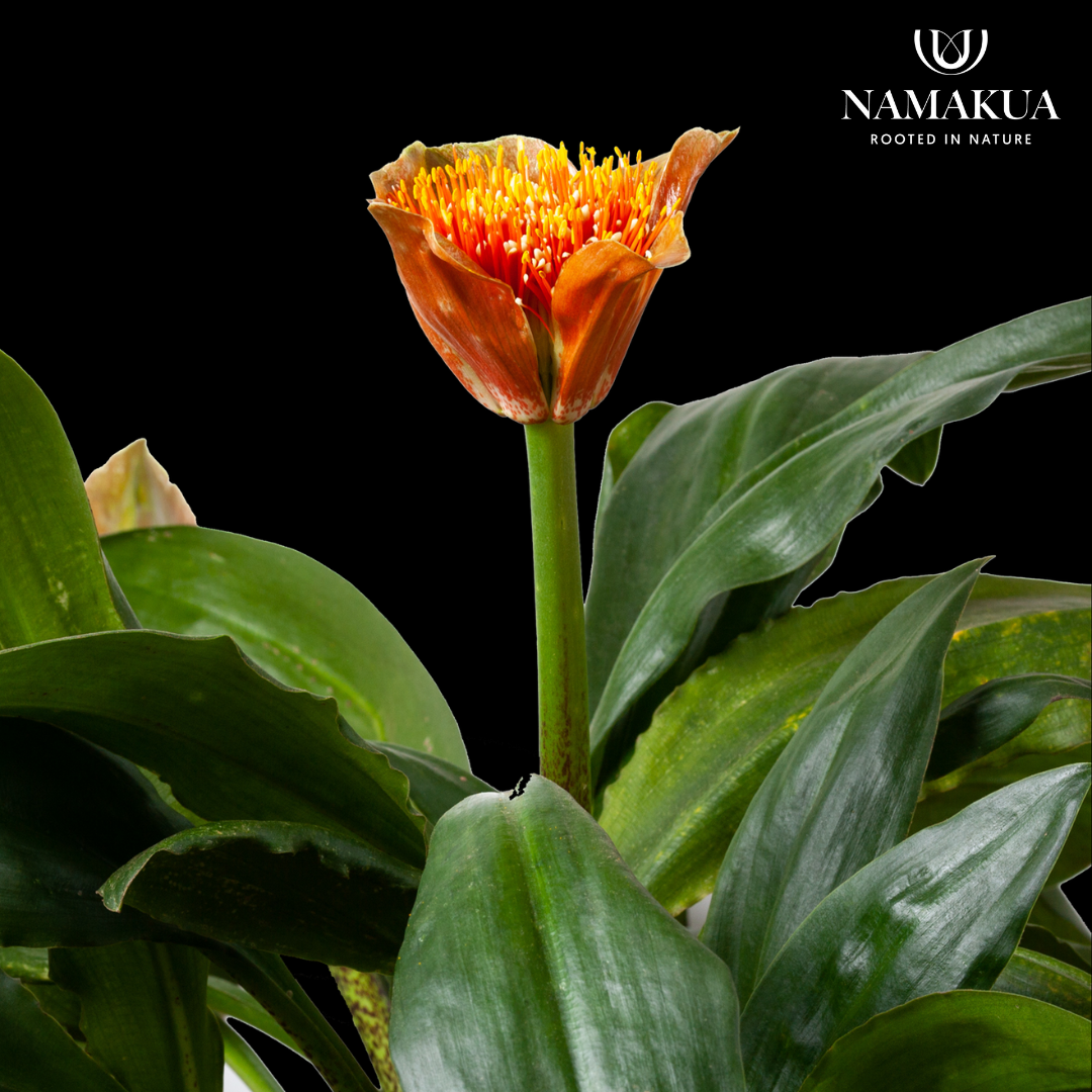 Scadoxus puniceus - 2 bulbs p-pack