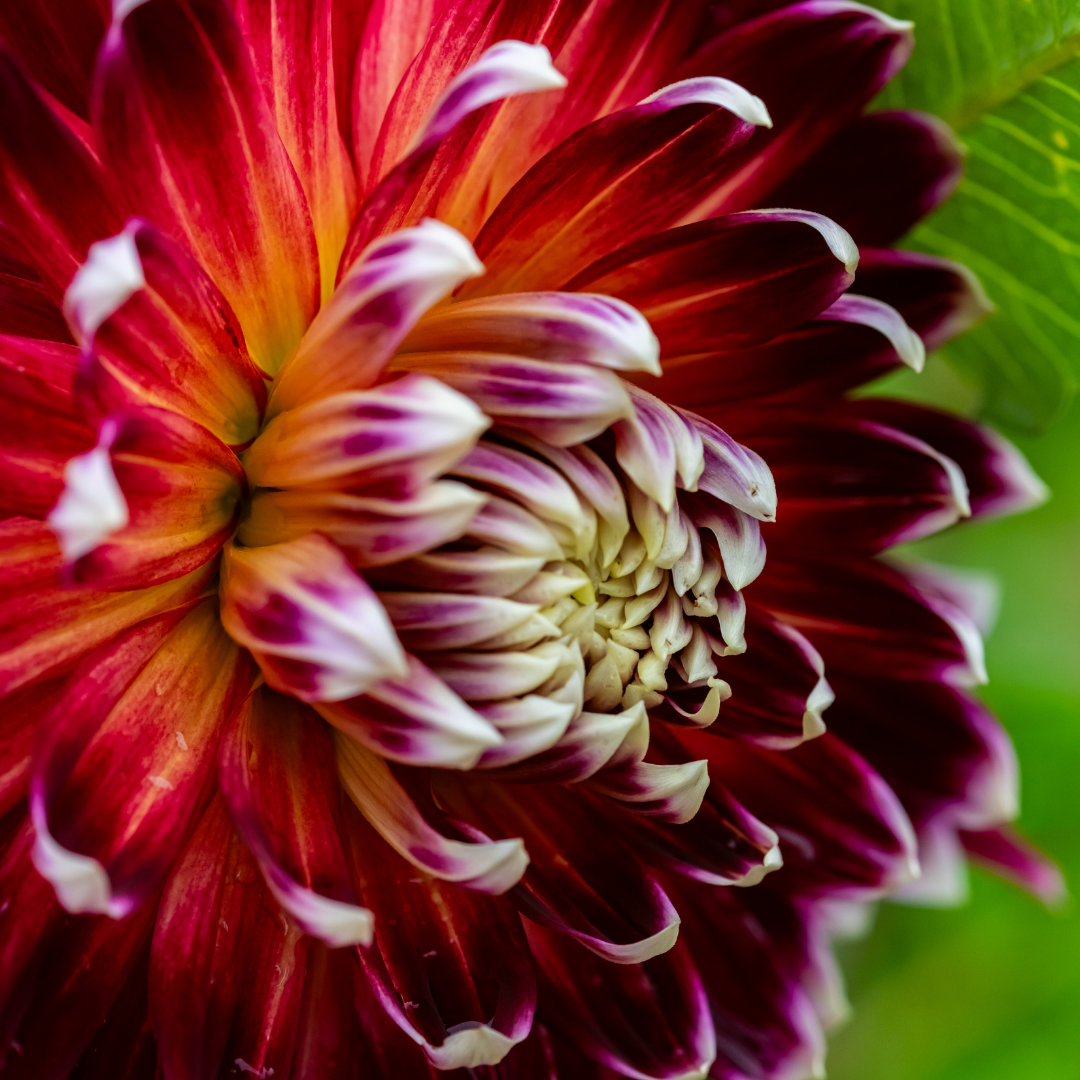 Dahlia Terrace - Tango - 2 bulbs p-pack (6749)