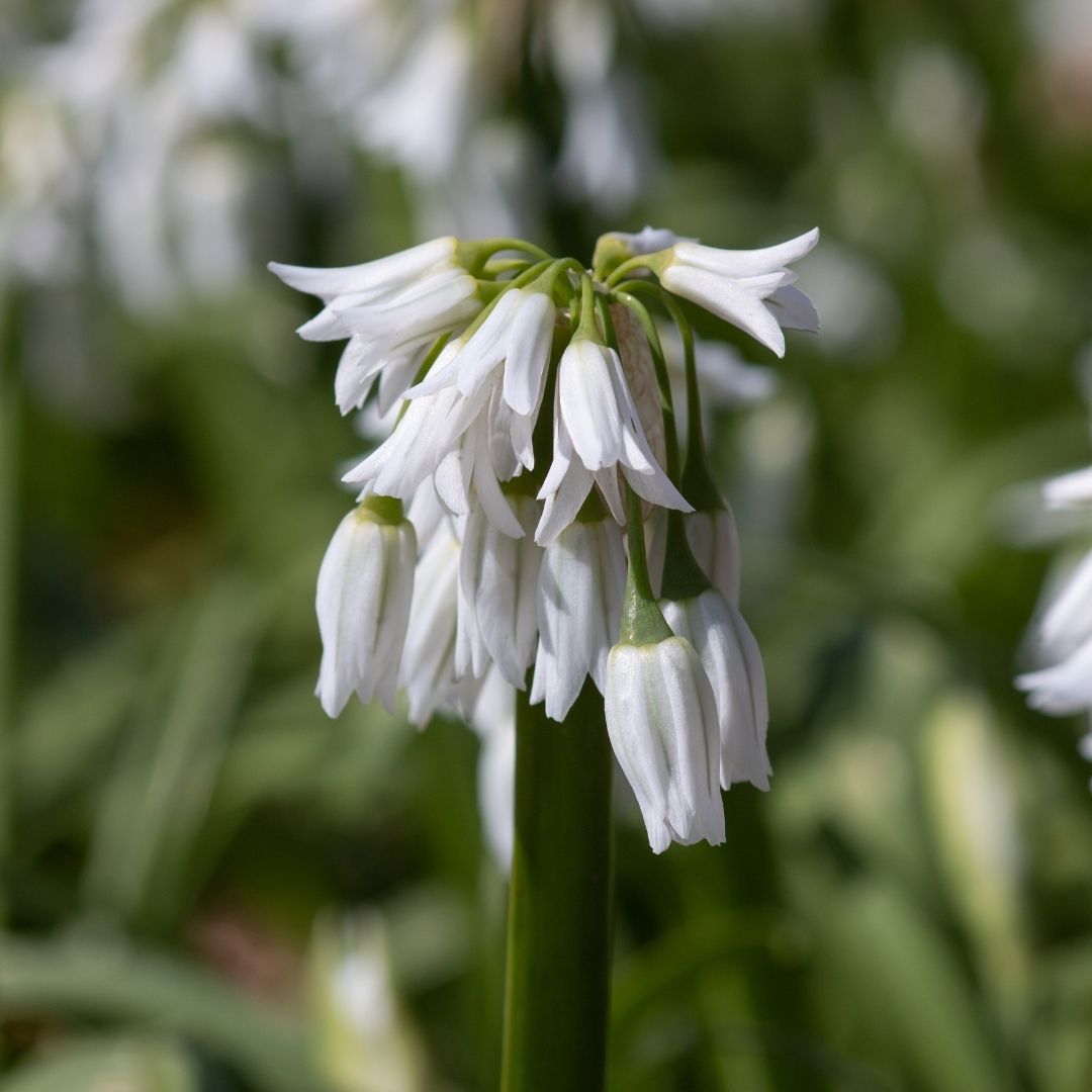 Allium 'Winter Fairy' - 35 bulbs p-pack (01)