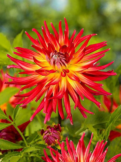 Dahlia Semi-Cactus - Bora Bora - 1 bulb p-pack (6568)
