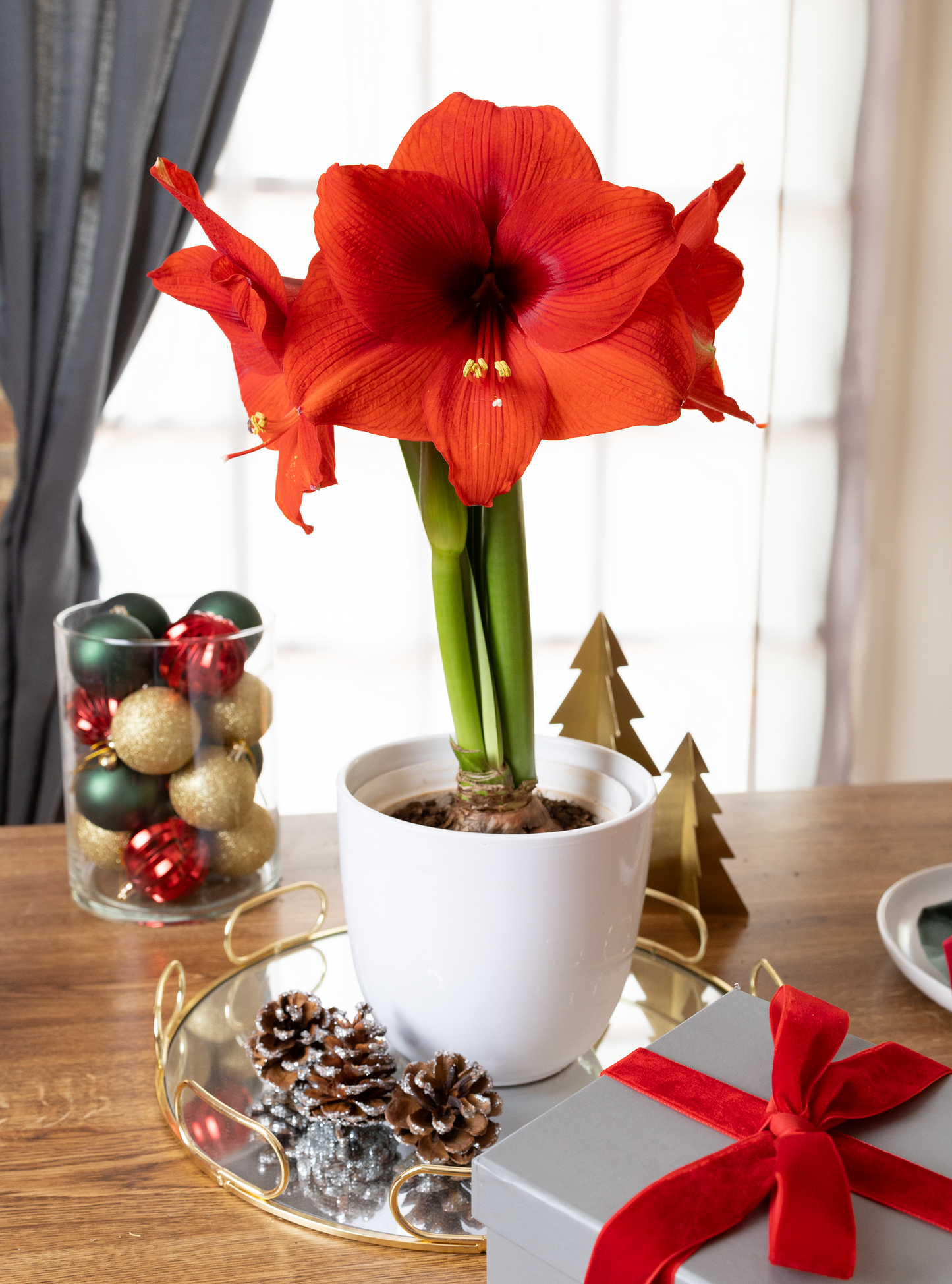 Amaryllis Symphony Single - Double Six™ - 1 bulb p-pack (420)