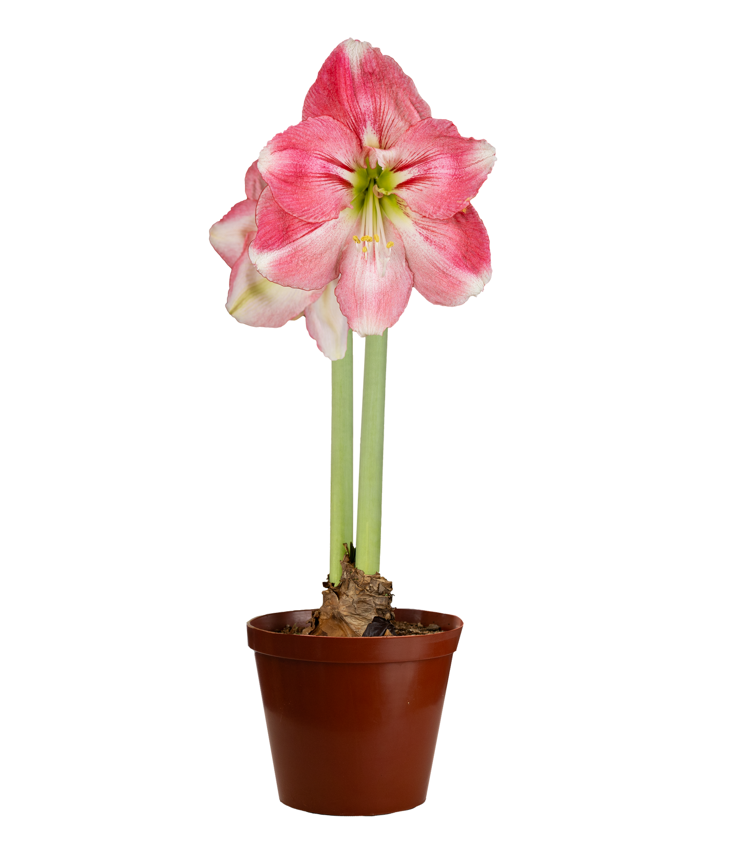 Amaryllis Symphony Single - Dreamer™ - 1 bulb p-pack (4411/4108)