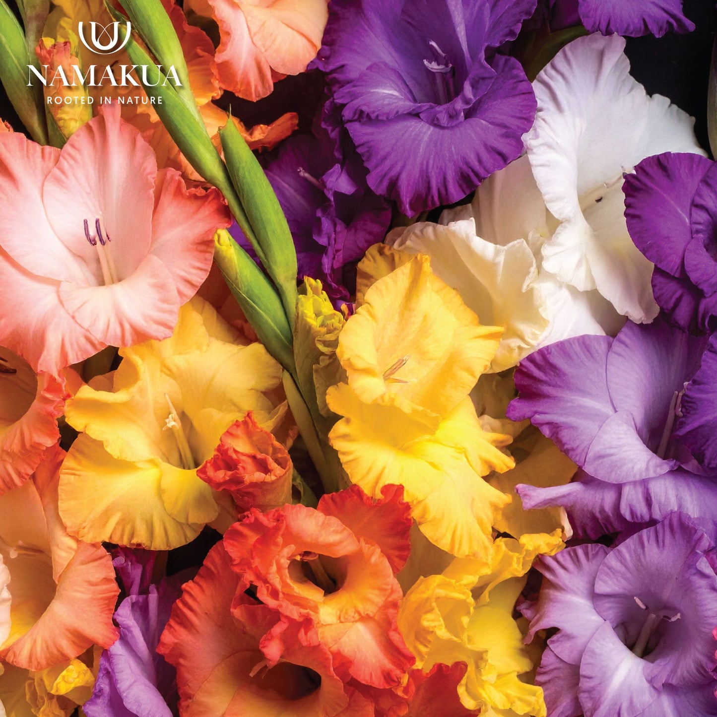 Gladiolus Rainbow Colours- 8 bulbs p-pack