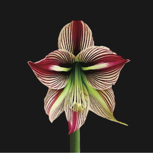 Hippeastrum papilio - 2 bulbs p-pack