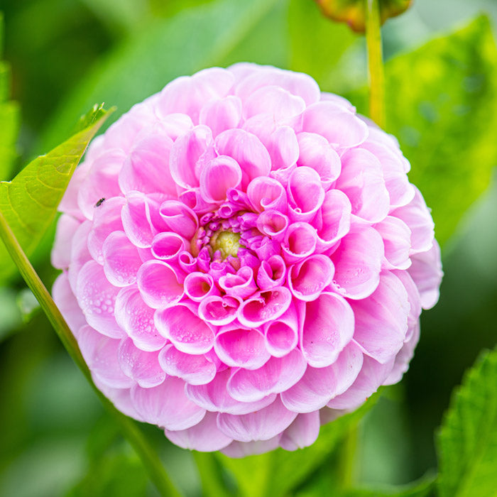 Dahlia Pompon - Stolze Von Berlin - 1 bulb p-pack (6579)