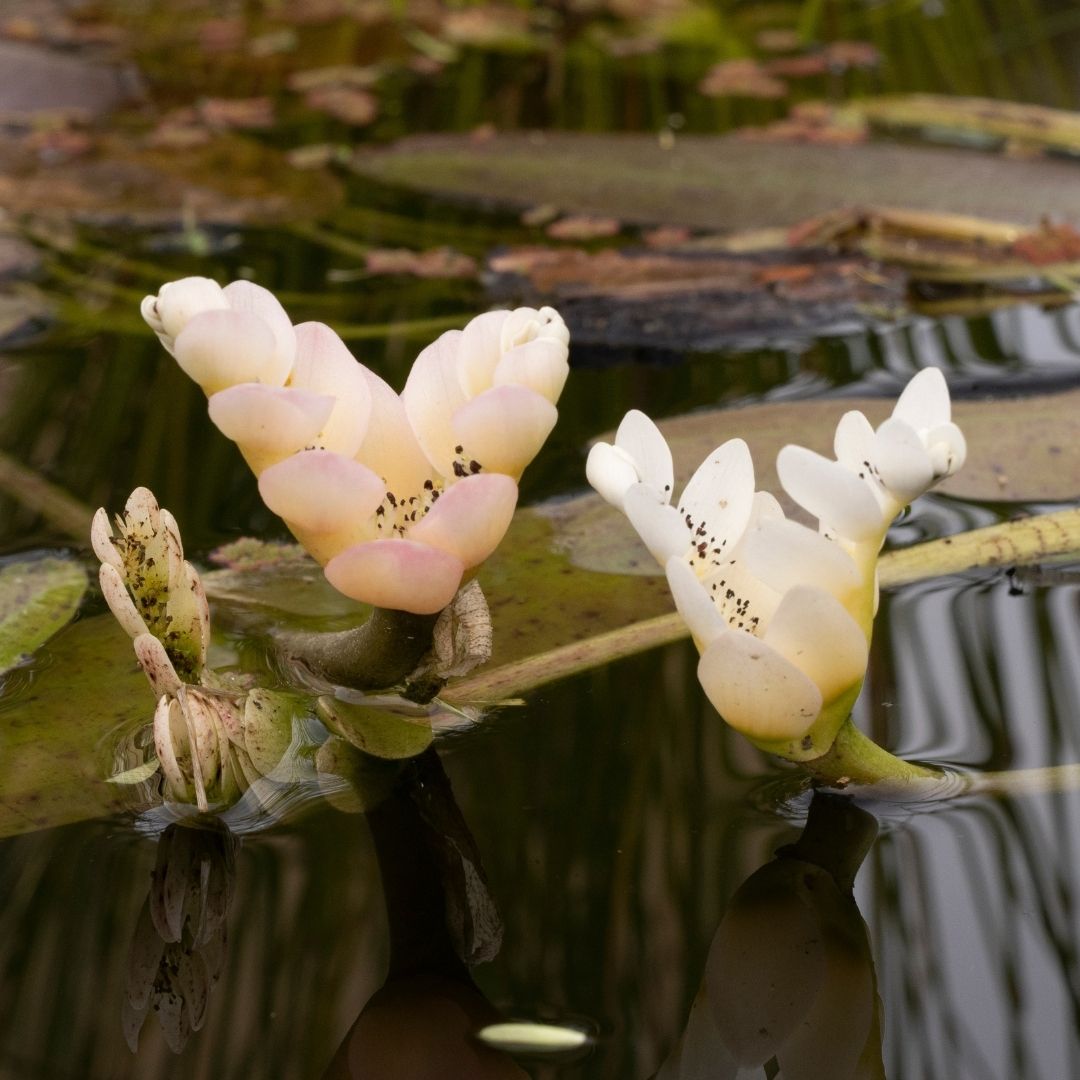 Waterblommetjies - 5 bulbs p-pack (59)