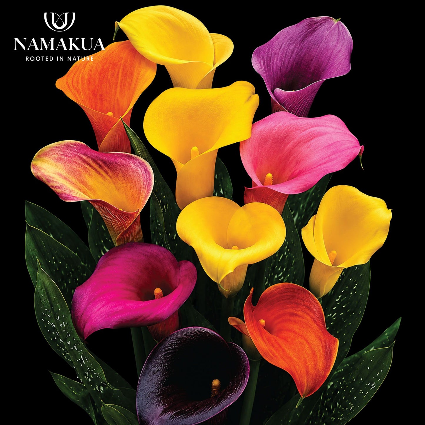 Zantedeschia Assorted Colours- 3 bulbs p-pack
