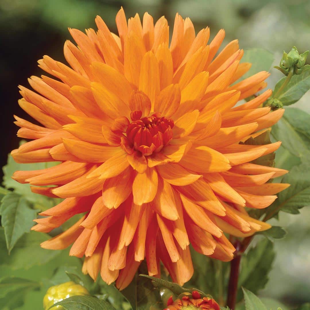 201524-Dahlia-Mevr