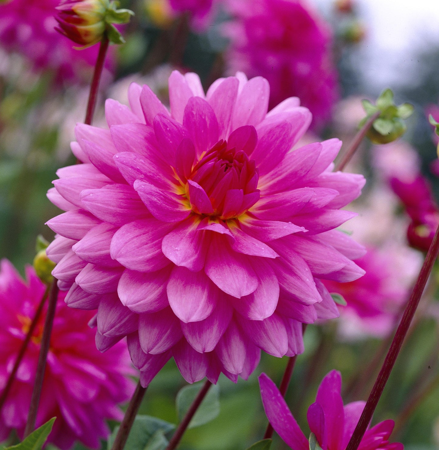 57121-Dahlia-Rosella.jpg