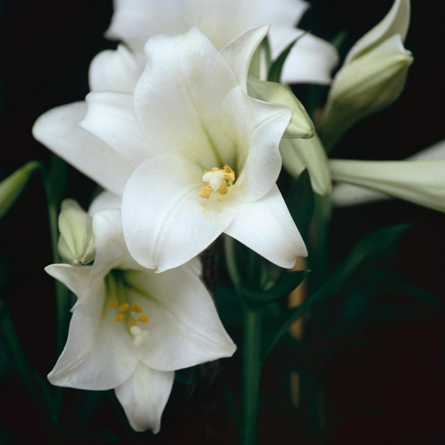 6.A4-lilium-longiflorum-close-no-pole.jpg