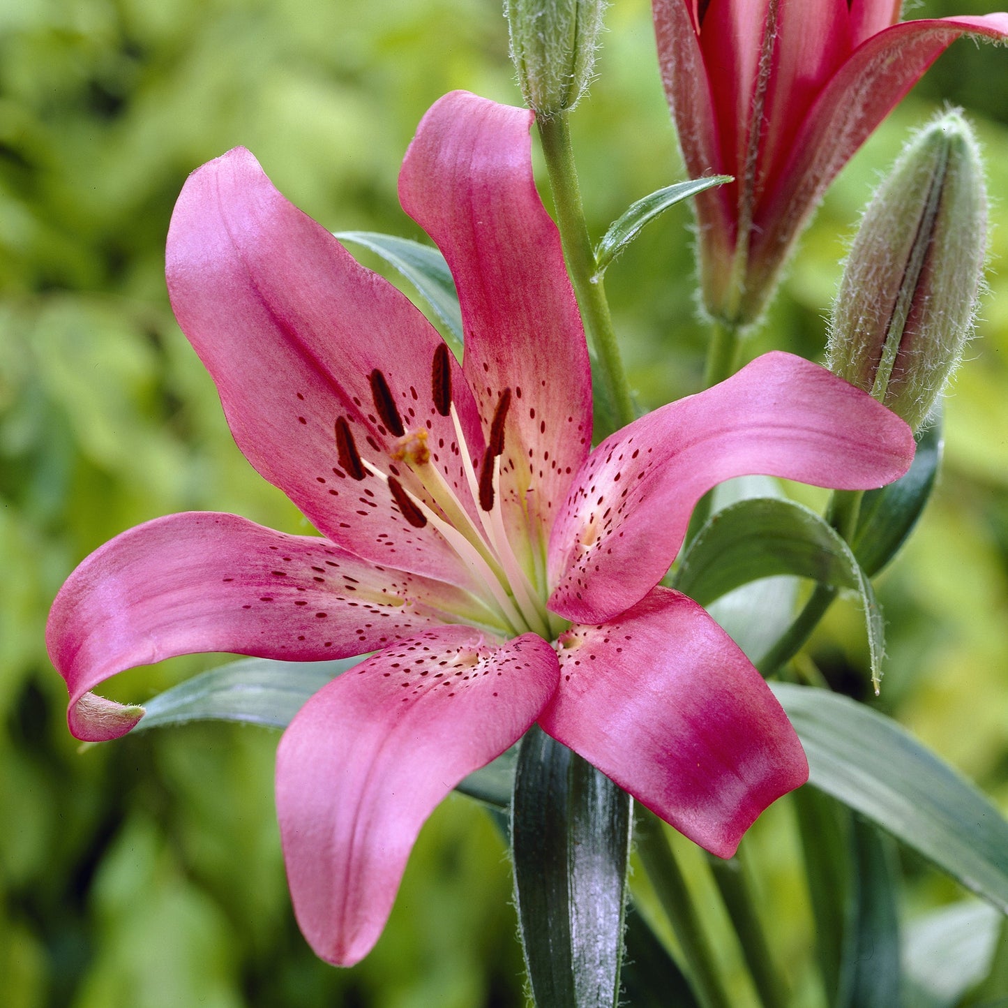 62038-Lilium-Dynamico_crop.jpg