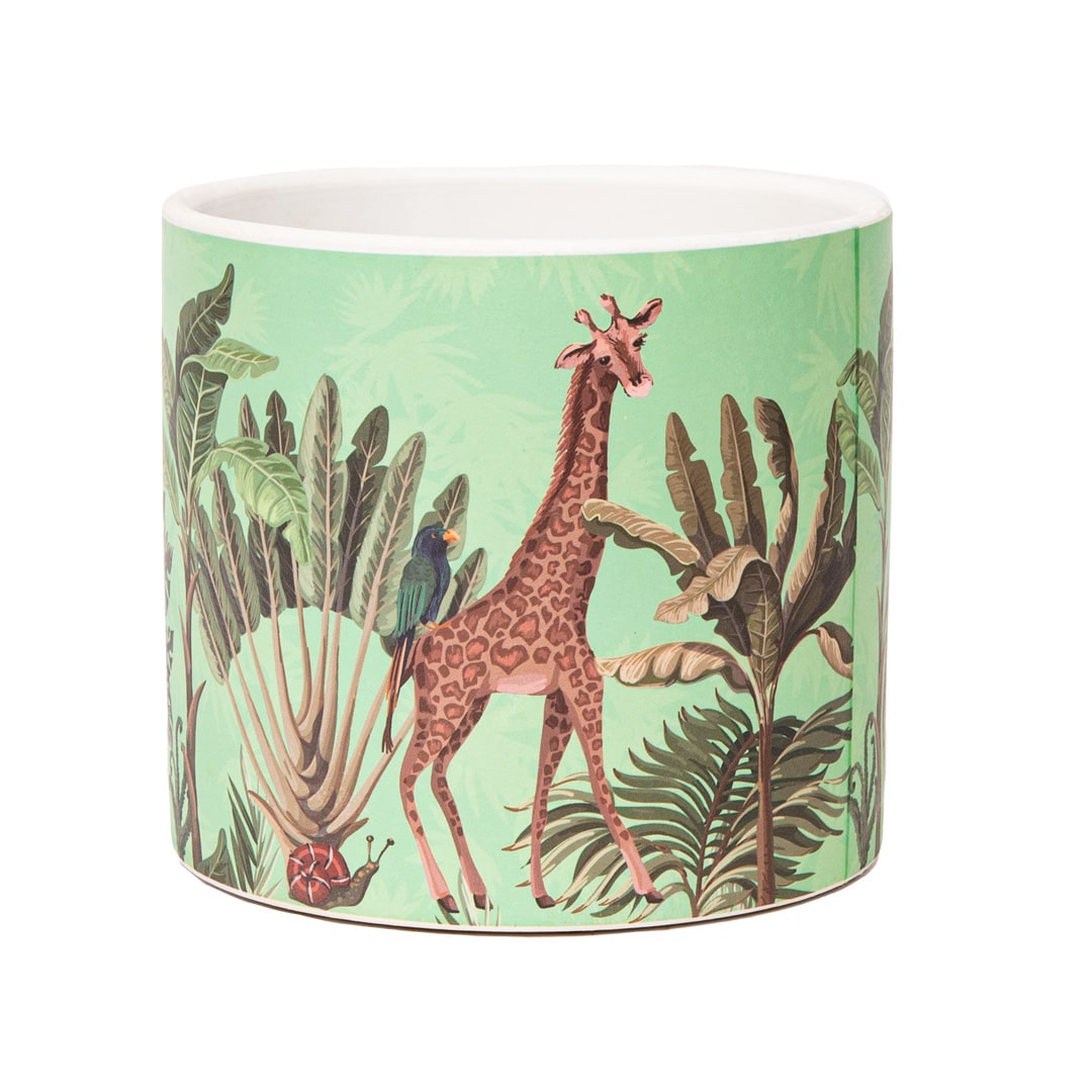 Animals-Giraffe_IMG_6802