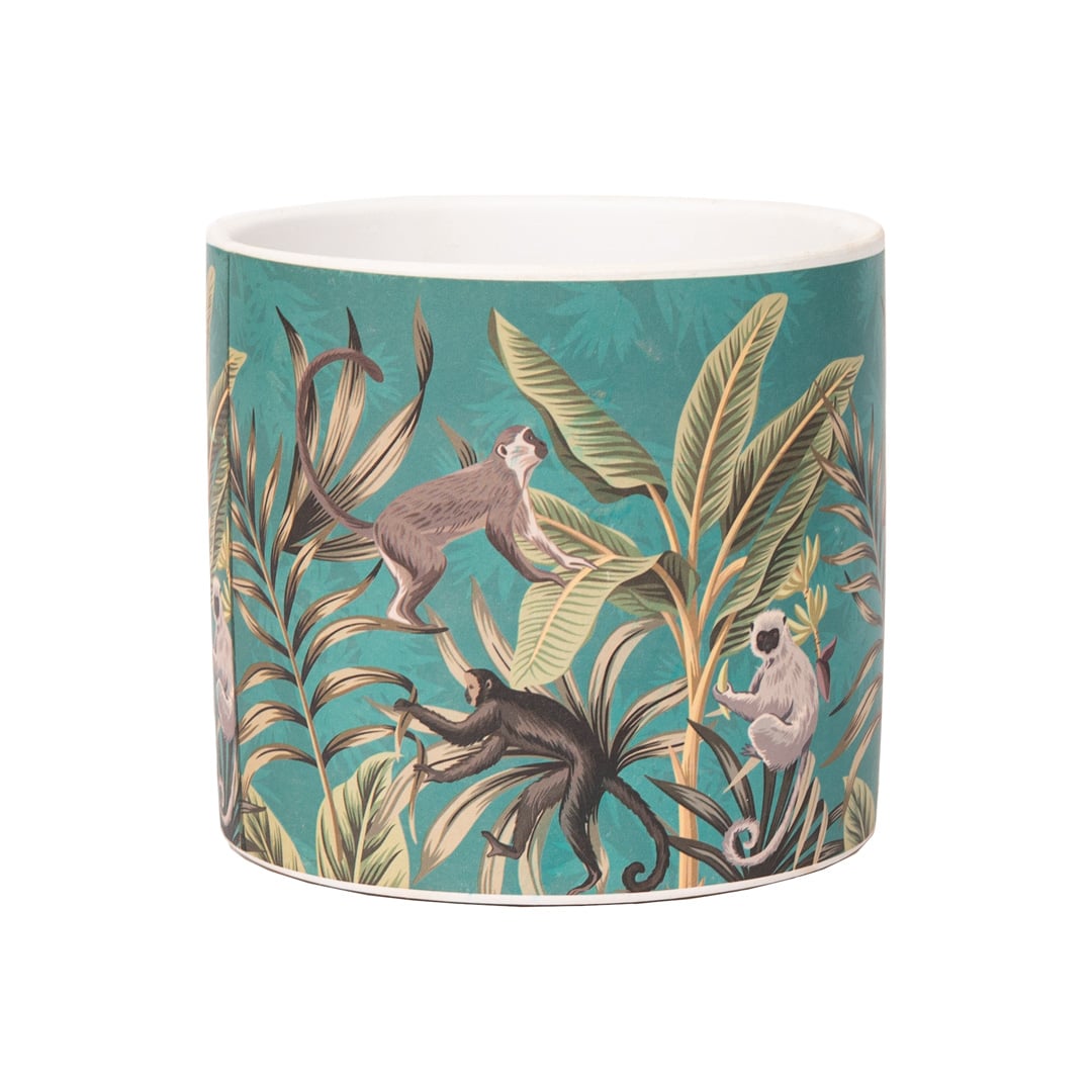 Animals-Monkey_IMG_6801