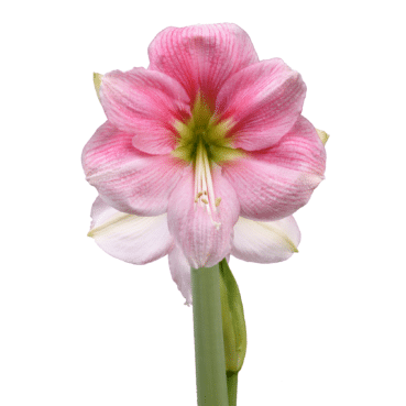 Blushing-Bride-A-2_square-e1580904367137