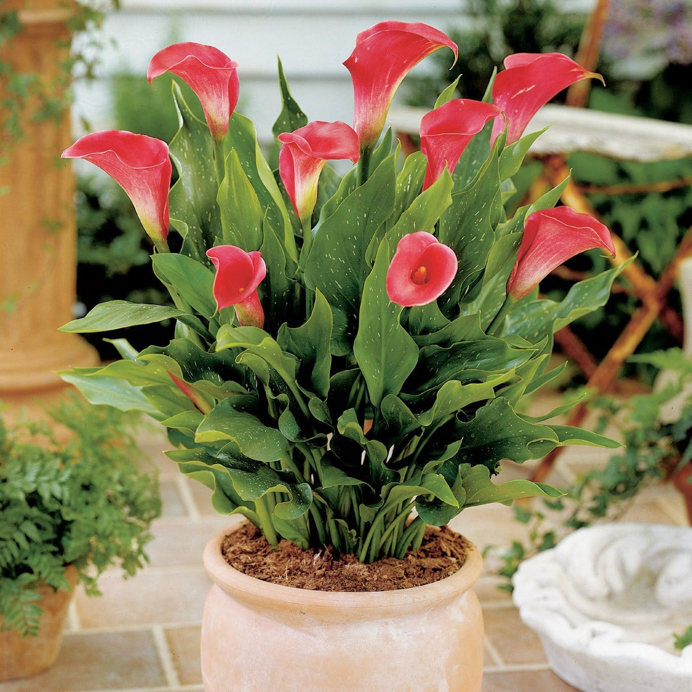 Zantedeschia - Pink Persuasion - 1 bulb p/pack (305)