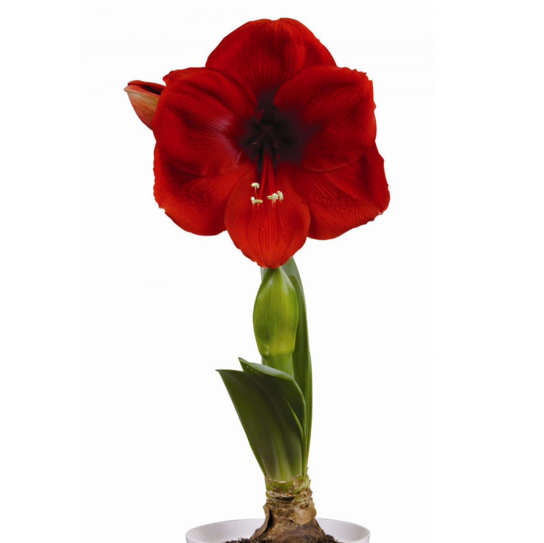 Amaryllis Symphony Single - Cayenne™ - 1 bulb p-pack (451)