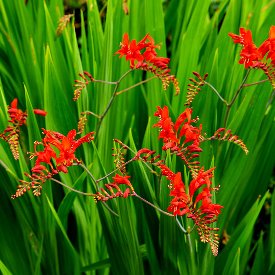 Crocosmia pottsii Lucifer 10 bulbs per pack Wholesale.hadeco.co.za