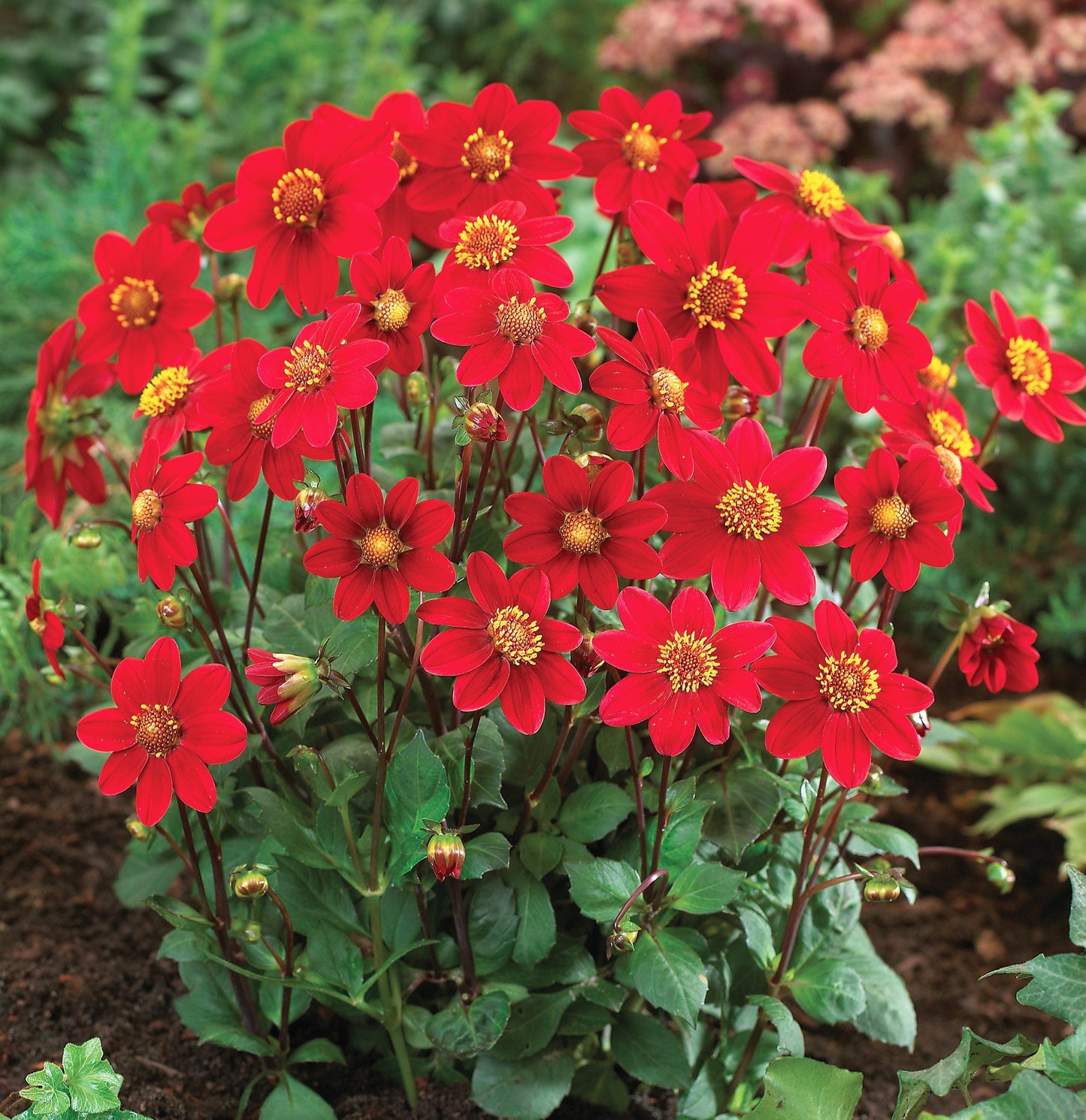 Dahlia-Topmix-red.jpg
