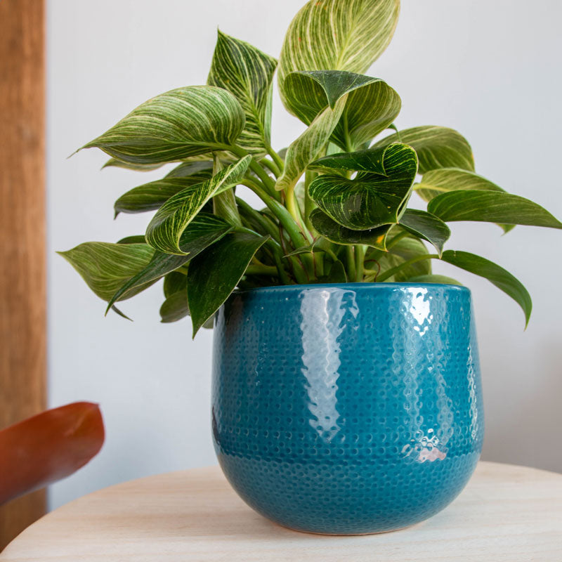 Gabriel Round Pot - Blue - Various Sizes