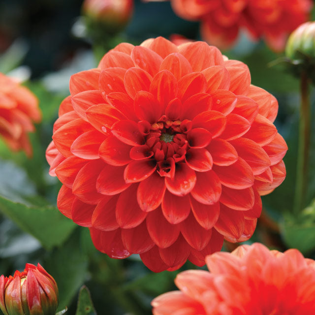 Dahlia Gallery Valentin- 1 bulbs p-pack (6688)