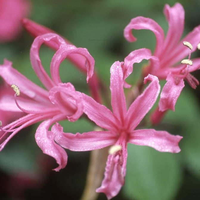 nerine hadeco
