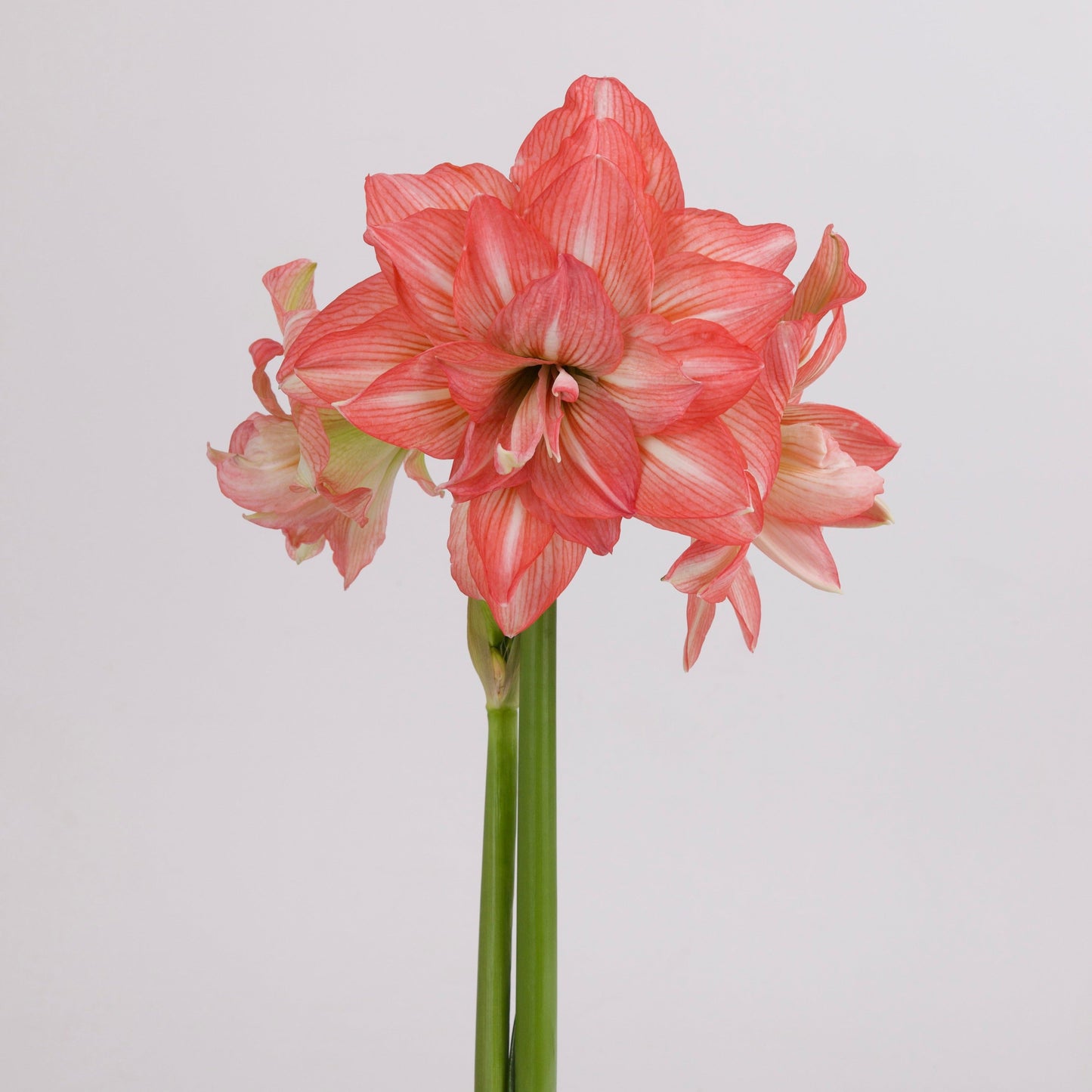 Amaryllis - Sonata Double - Zombie - 2 bulbs p-pack (4913)