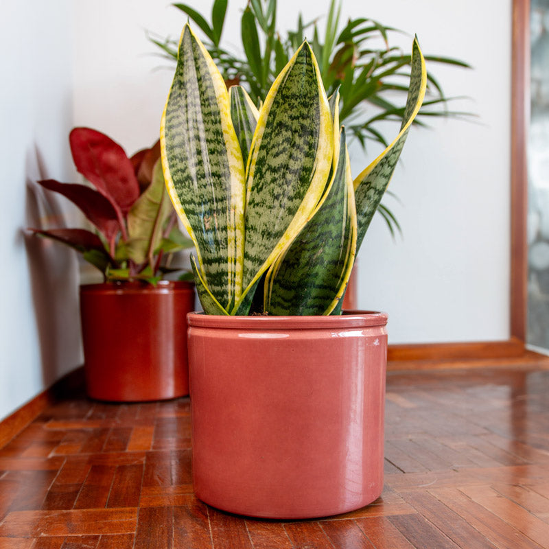 Lucca Ceramic Pot - Merlot