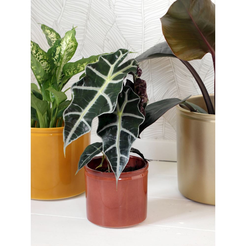 Lucca Pot Brown D19.4xH17.6_lifestyle