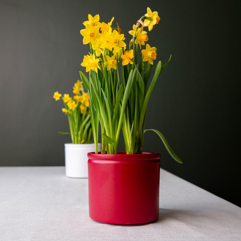 Lucca Ceramic Pot - Wine Red