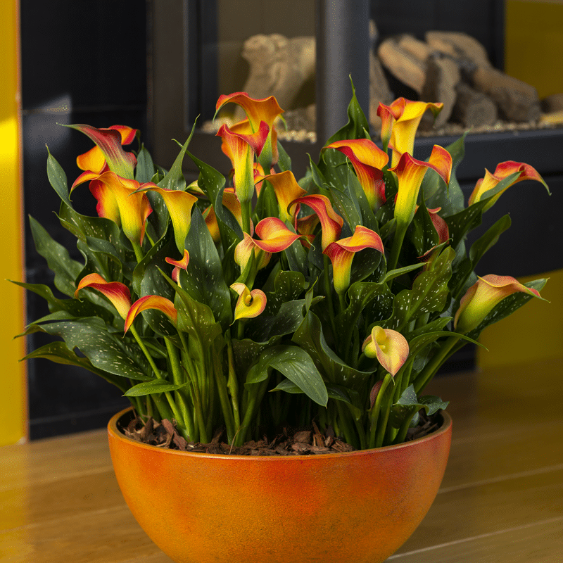 Zantedeschia - Morning Sun - 1 bulb p/pack 3