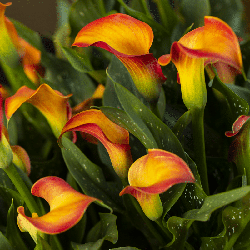 Zantedeschia - Morning Sun - 1 bulb p/pack 2
