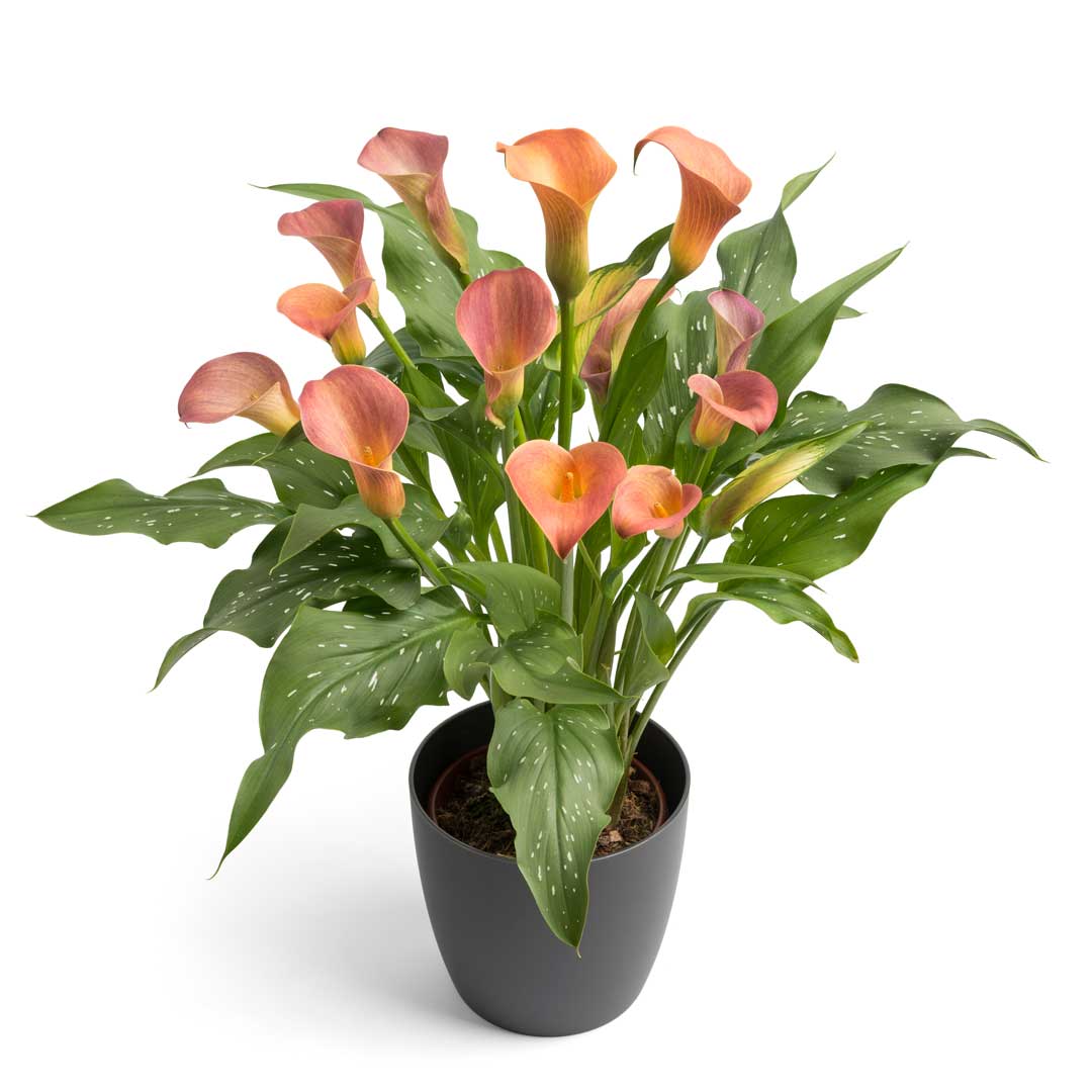 Peach_Pearl_01