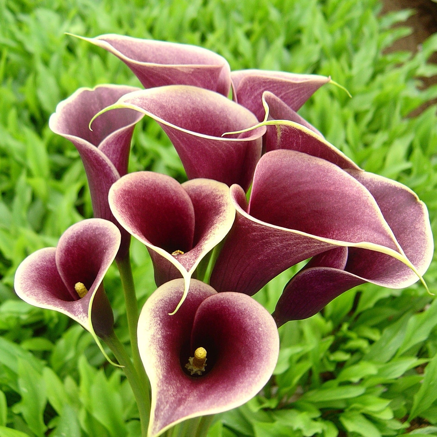 Zantedeschia - Persia - 1 bulb p/pack (306)