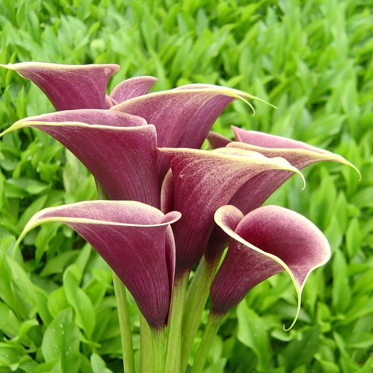Zantedeschia - Persia - 1 bulb p/pack (306)