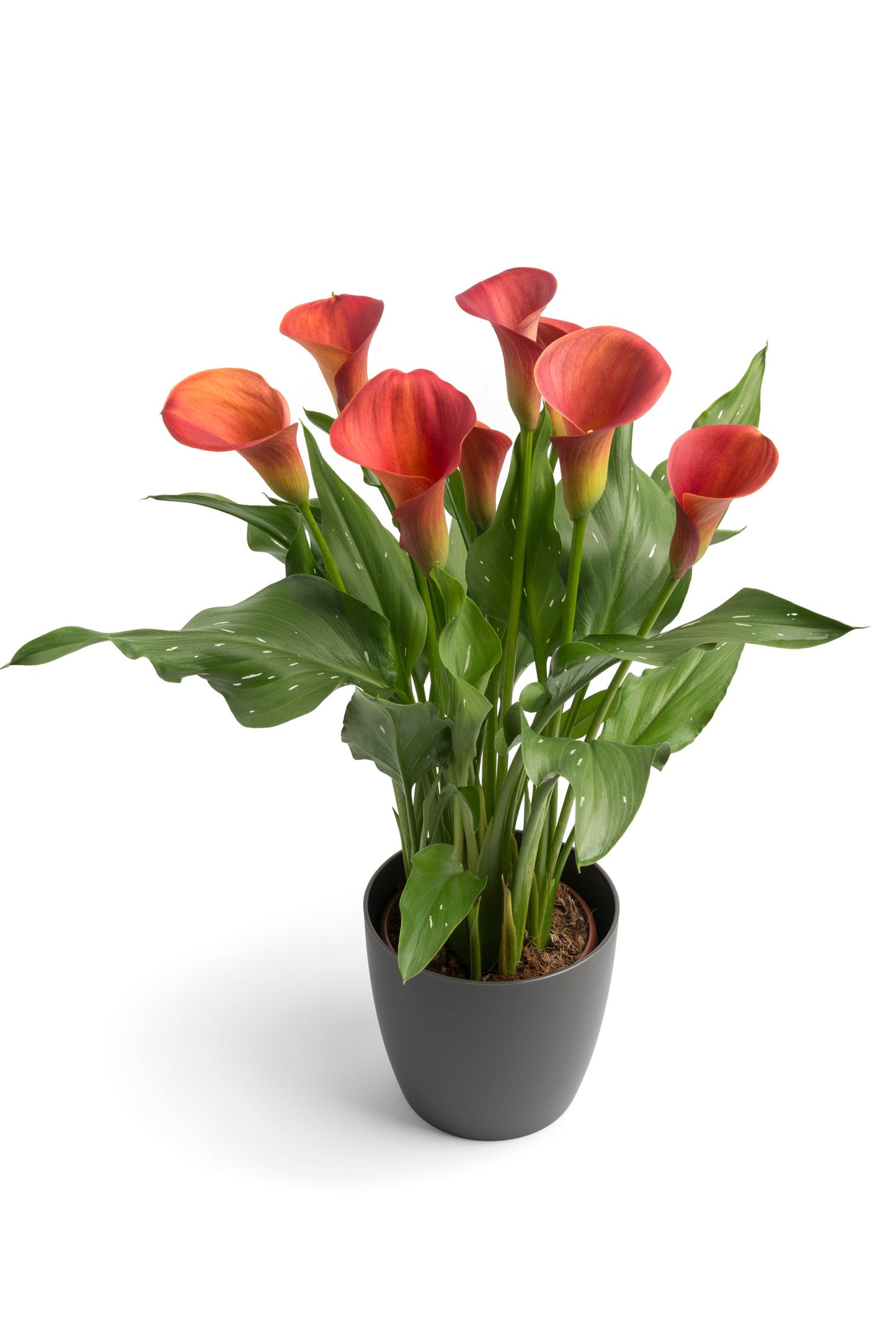 Zantedeschia - Sunset Passion - 1 bulbs p-pack (708)