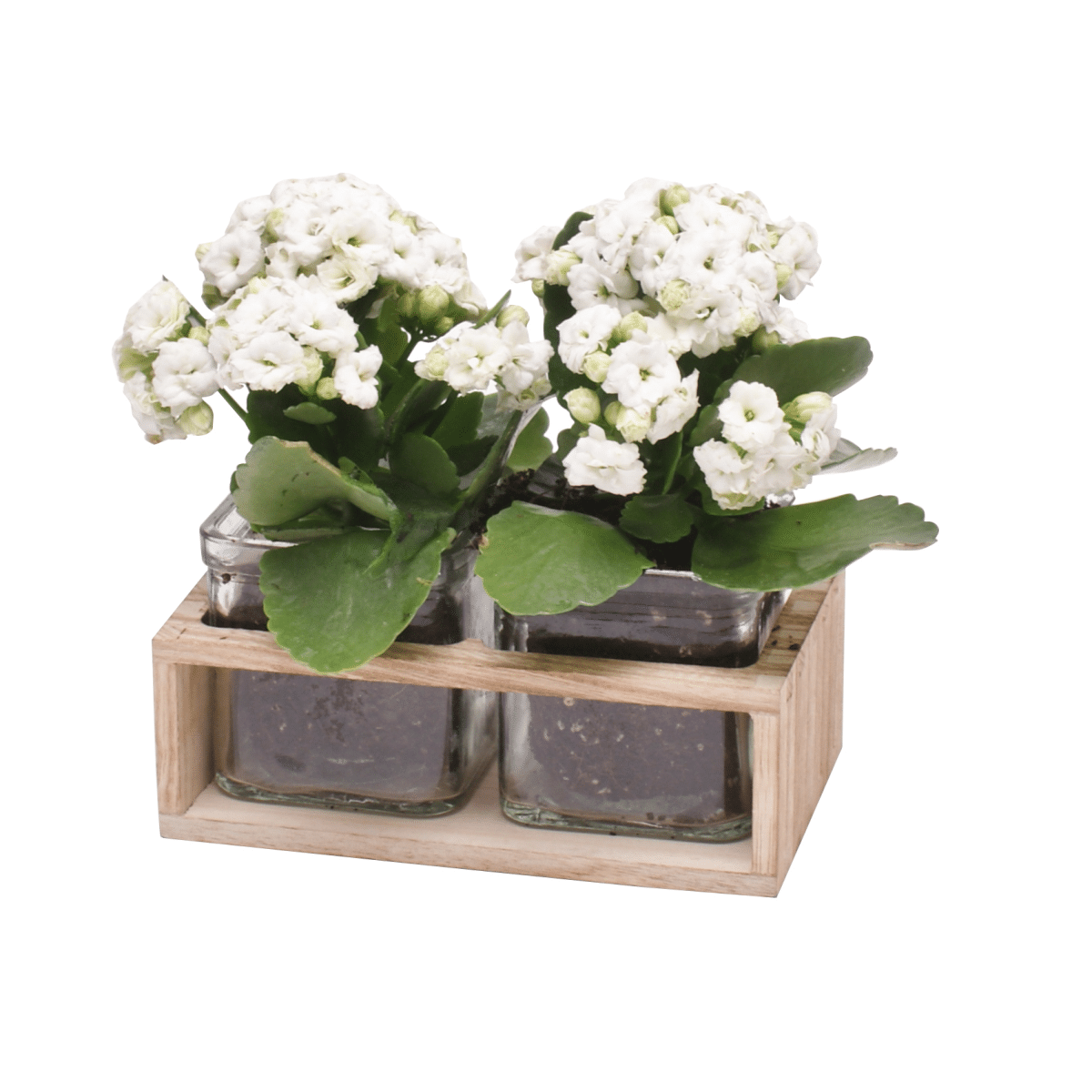 Woody Square Glass - Duo - 9cm_lifestyle