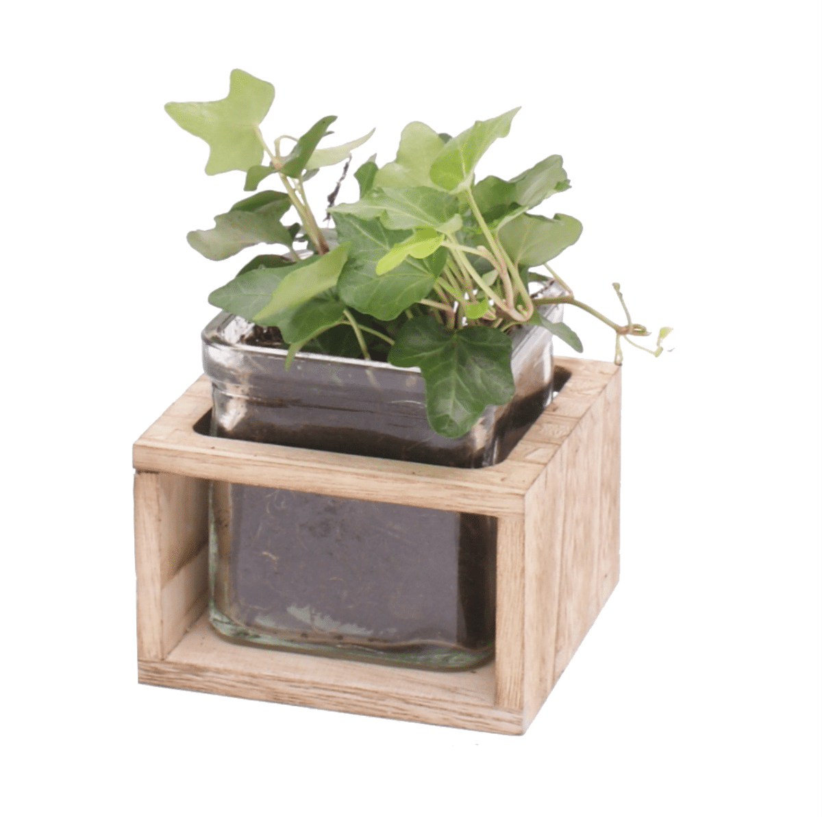 Woody Square Glass - Single - 9cm_lifestyle