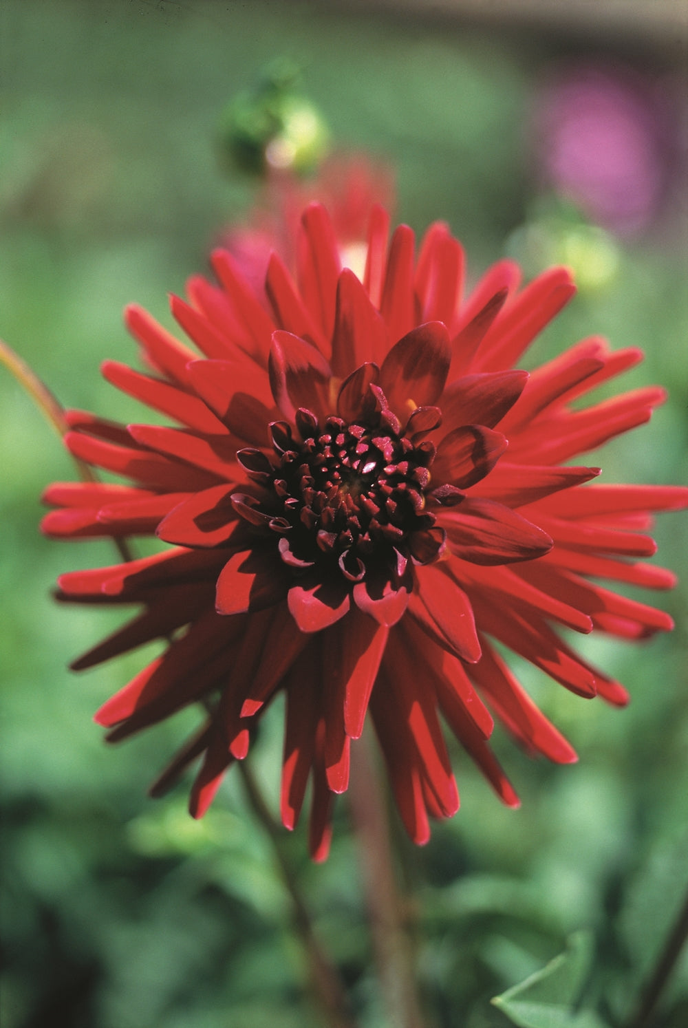 dahlia-sure-thing-single-A4.jpg