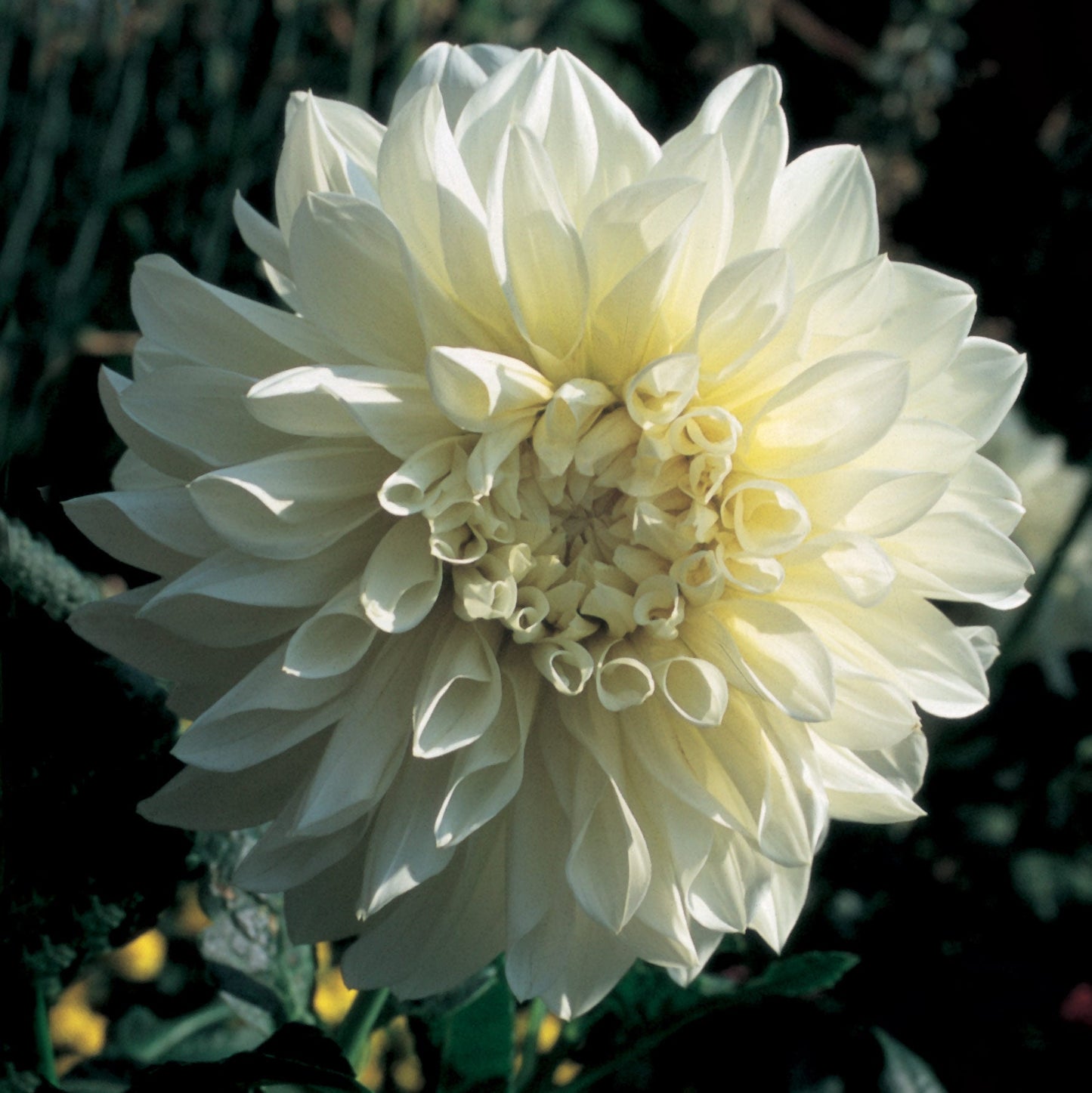 dinner-plate-white-perfection-A5.jpg
