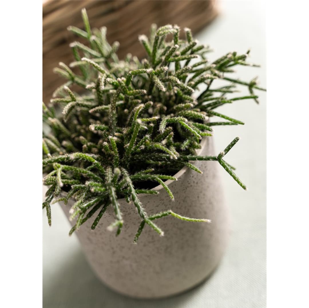 green-13cm-lifestyle-2