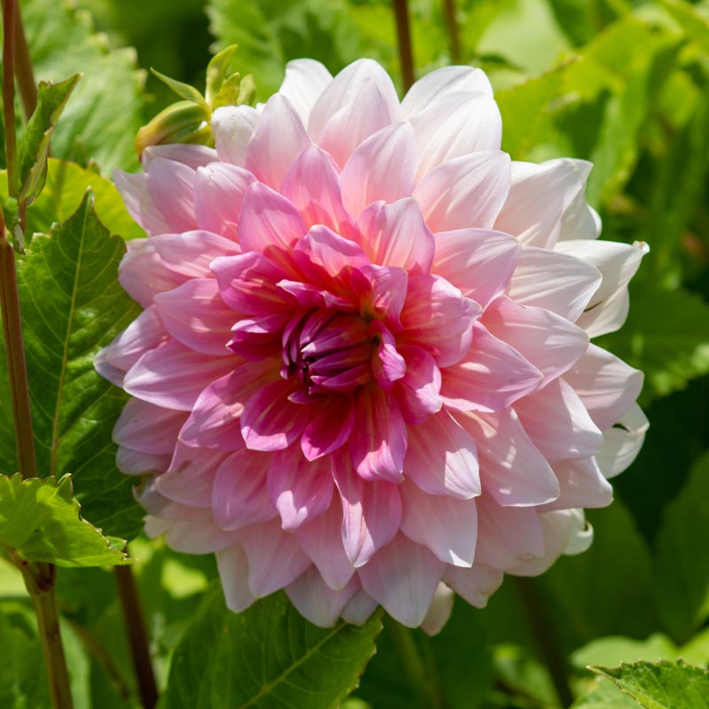 Dahlia Dinner Plate - Otto's Thrill - 1 bulb p-pack (565)