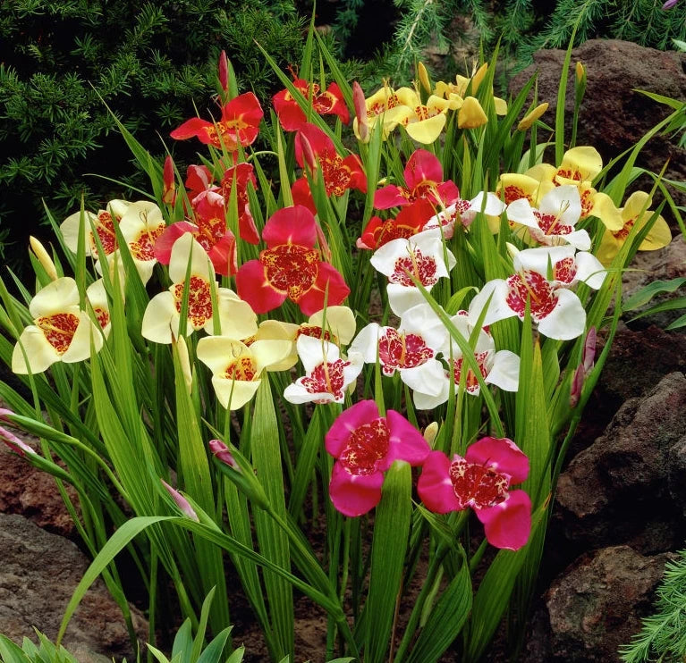 Summer Bulbs – Wholesale.hadeco.co.za