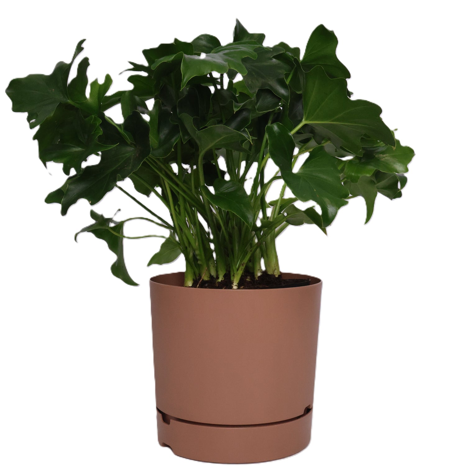 1 x Oliver Plastic FLower Pot - Various options