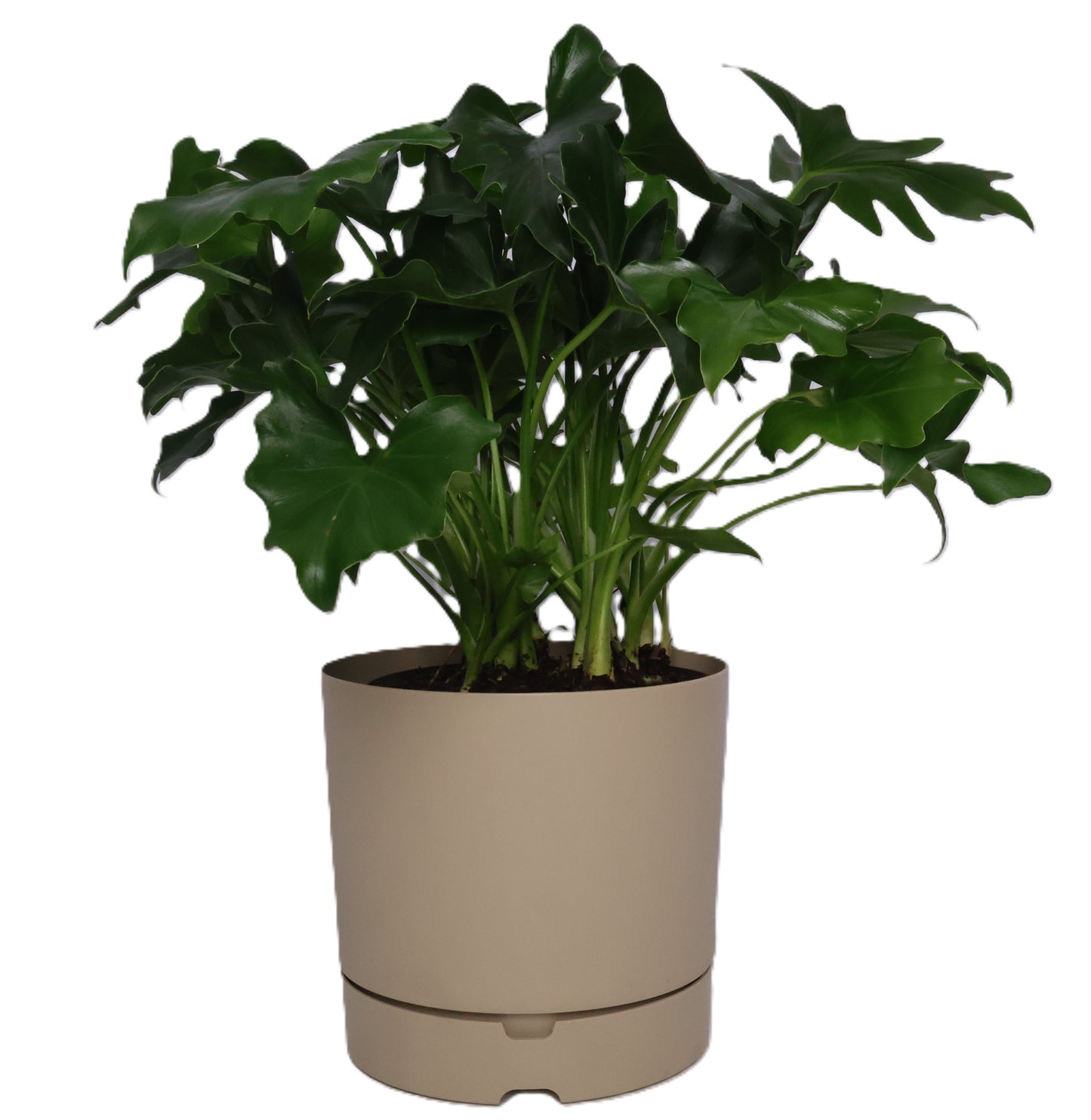 1 x Oliver Plastic FLower Pot - Various options